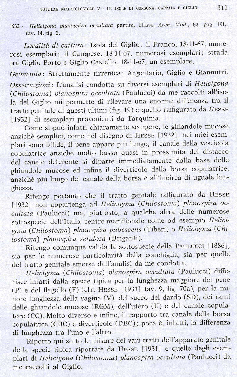 Chilostoma(Campylaea)planospira occultatum (Paulucci, 1886)